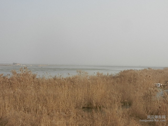 黄河湿地