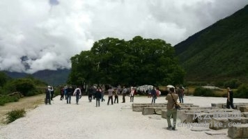 1500年前，文成公主种的树