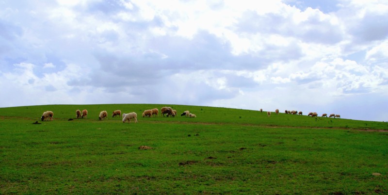 坝上草原和我的爱车