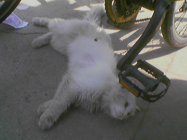 6.25.06谢字石小卖铺的~聋猫