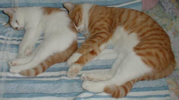 测试下图片功能...