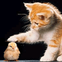 测试下图片功能...