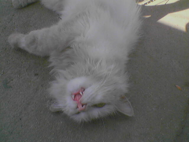 6.25.06谢字石小卖铺的~聋猫