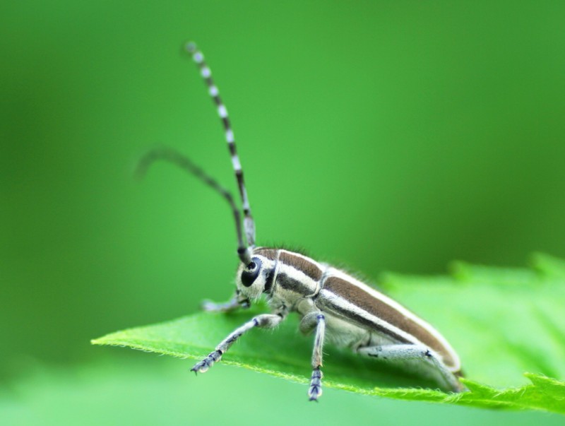 给大家看看今天拍的虫子