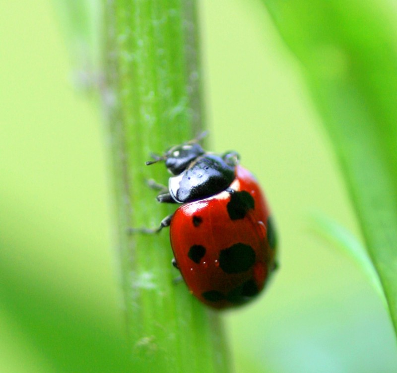 给大家看看今天拍的虫子