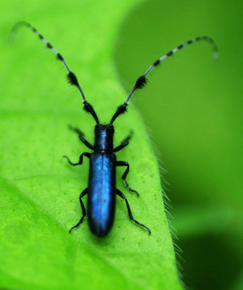 给大家看看今天拍的虫子