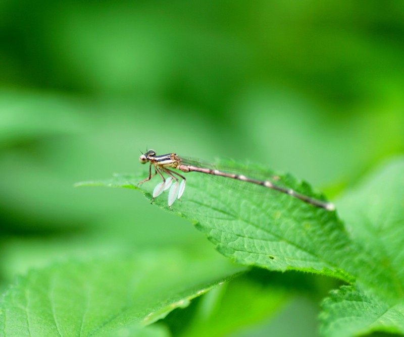 给大家看看今天拍的虫子