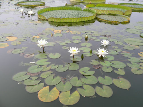 天气太闷！去莲花池公园看看荷花！