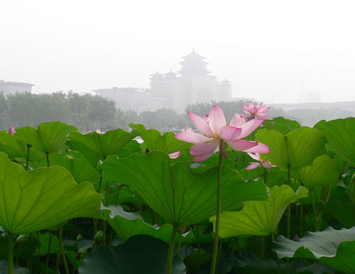 天气太闷！去莲花池公园看看荷花！