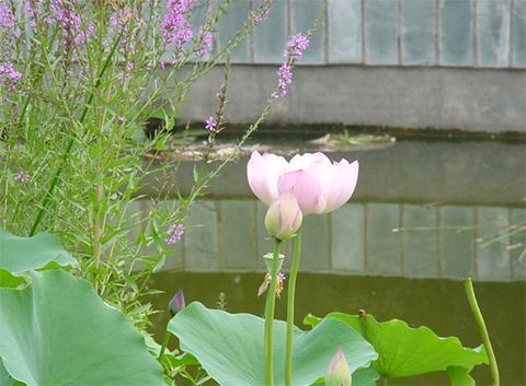 7月15日 休闲莲花池