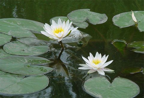 7月15日 休闲莲花池