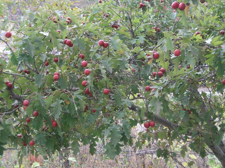 10月13日妙 044.jpg