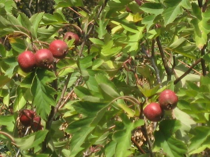 10月13日妙 038.jpg