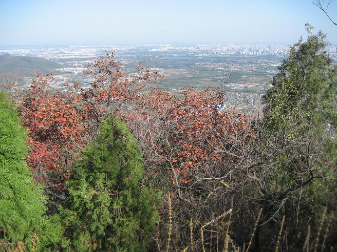 10月28日香山 054.jpg