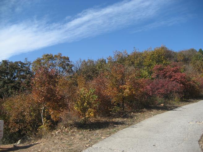 10月28日香山 033.jpg