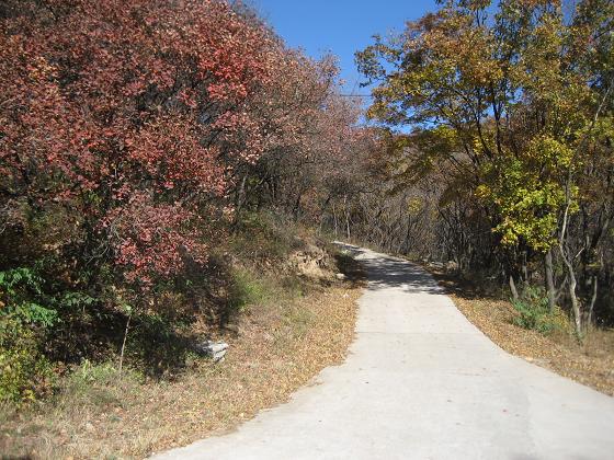 11月3日香山 038.jpg