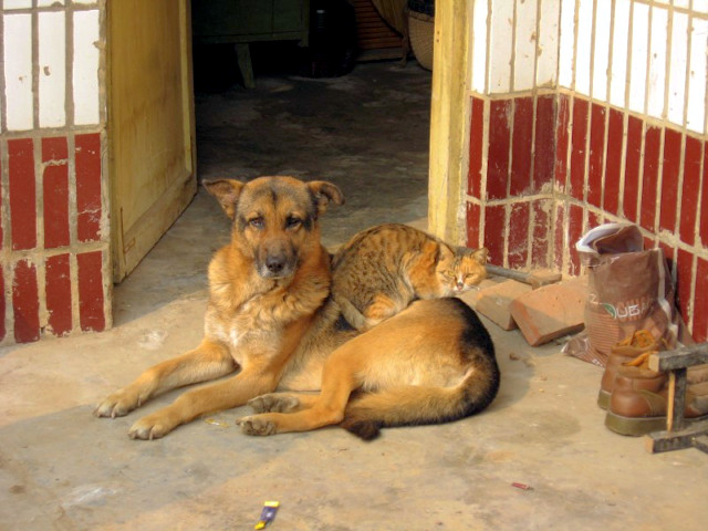 看我家狗猫的关系多好啊