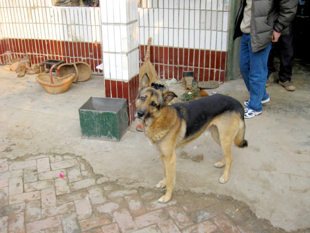 我家主人第一次发贴版主给奖励噢