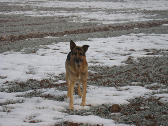 在有雪的麦地里