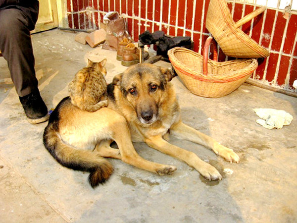 听到没有  要不我咬你丫