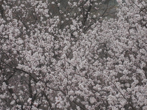 3月22日妙峰山 017_调整大小.JPG