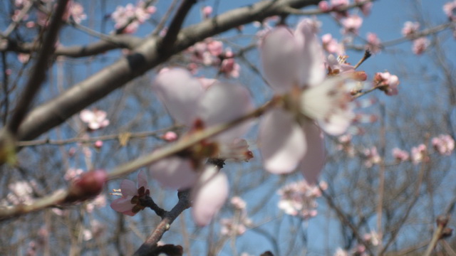 马丽的香山桃花 023.JPG