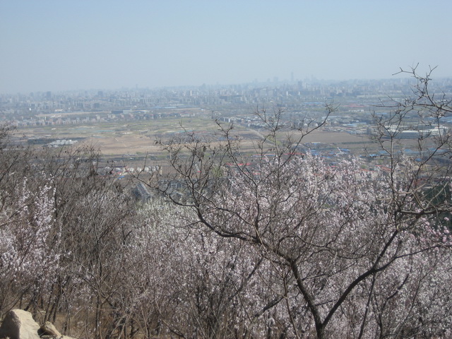 马丽的香山桃花 029.JPG