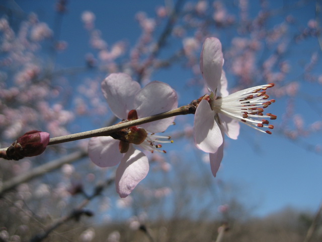 马丽的香山桃花 024.JPG