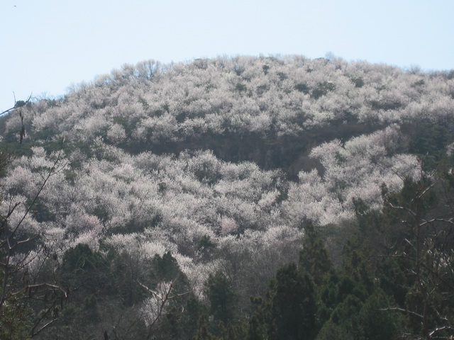 马丽的香山桃花 036.JPG