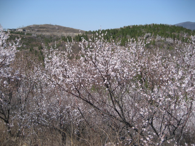 3月30日香山 017_调整大小.JPG