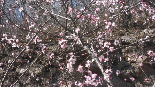 马丽的香山桃花 021.JPG