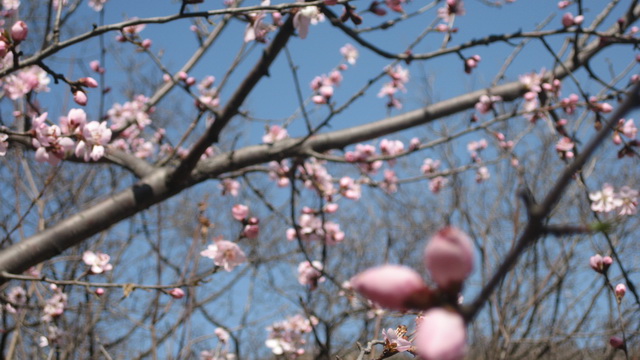 马丽的香山桃花 022.JPG