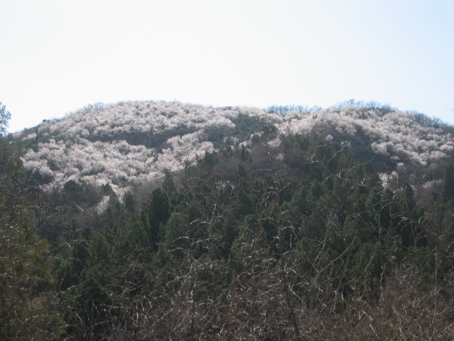 马丽的香山桃花 035.JPG