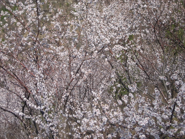 3月30日香山 018_调整大小.JPG