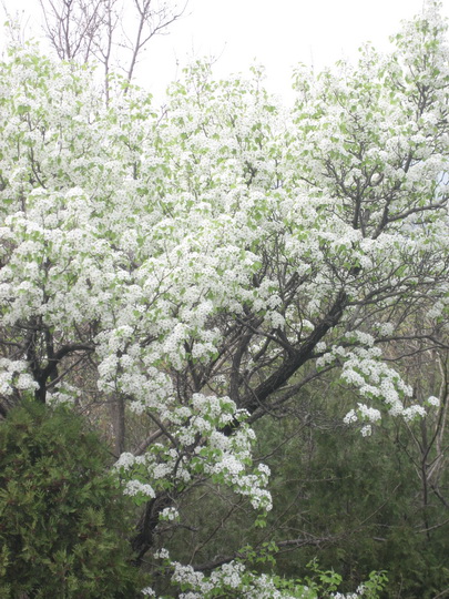 4月19妙峰山 023_调整大小.JPG