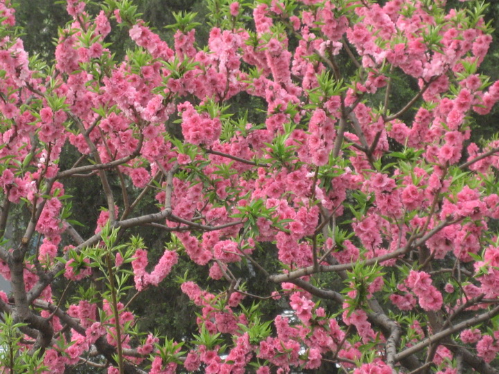 4月19妙峰山 005_调整大小.JPG