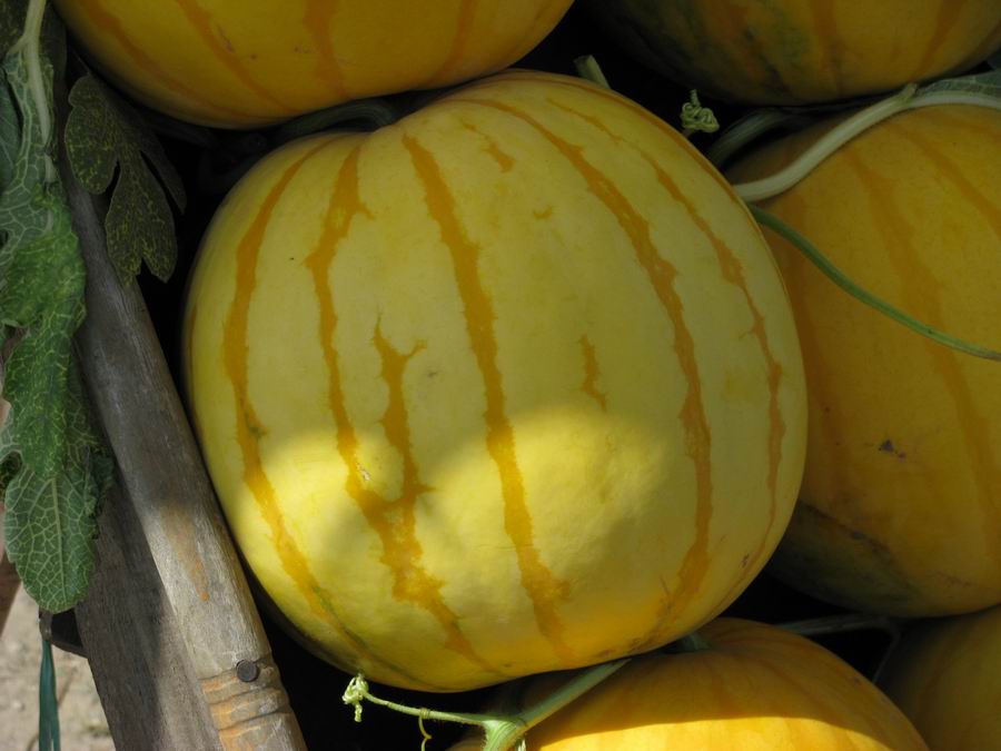 庞各庄的大西瓜，黄颜色的