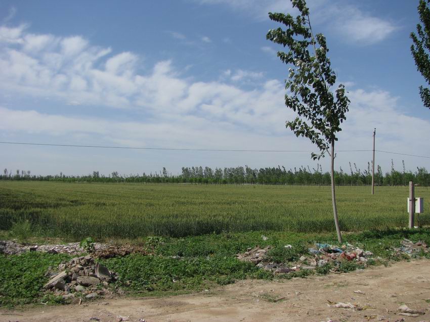 106国道旁边的麦田，丰收了