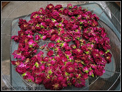 原来“玫瑰都在这里”