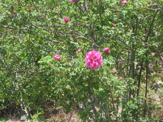 6月8日阳台山 047.JPG