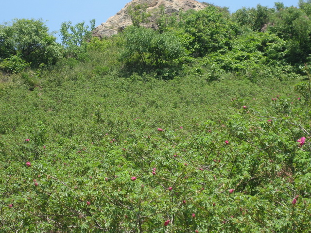 6月8日阳台山 048.JPG