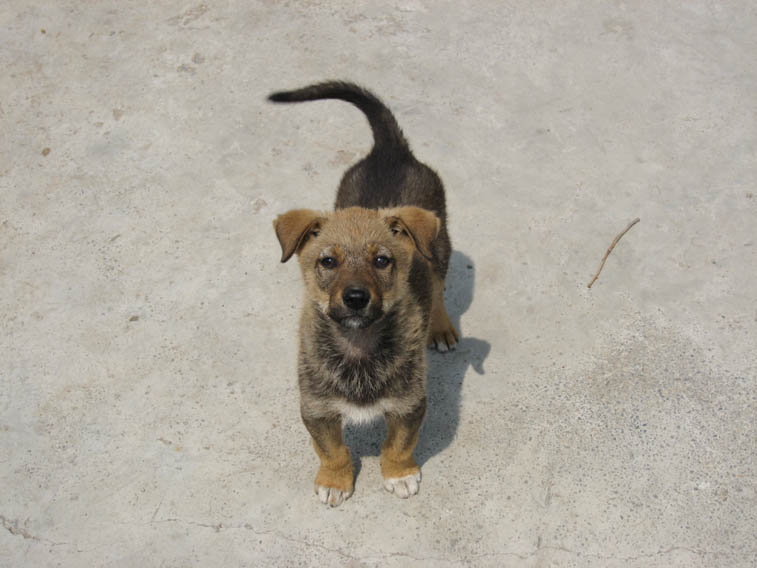 它的名字叫“旺财”