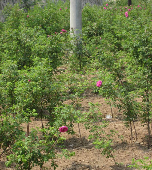 最后发现水站就有玫瑰，何必爬那么高，哈哈！