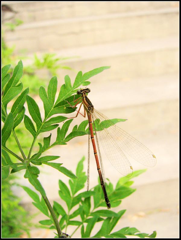 蜻蜓1.jpg