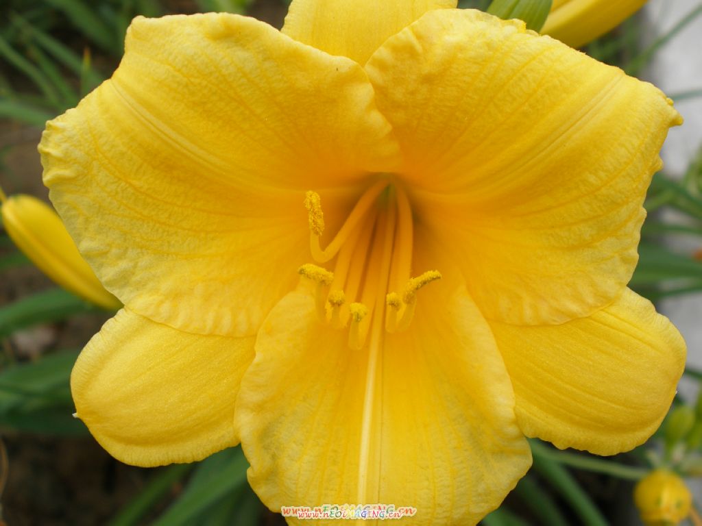 路上好多这样的花儿