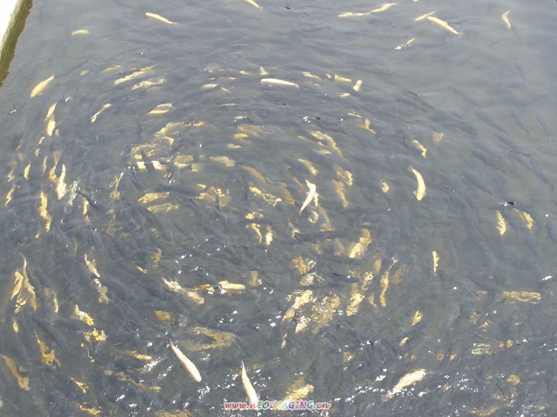 虹鳟+金鳟=下一张