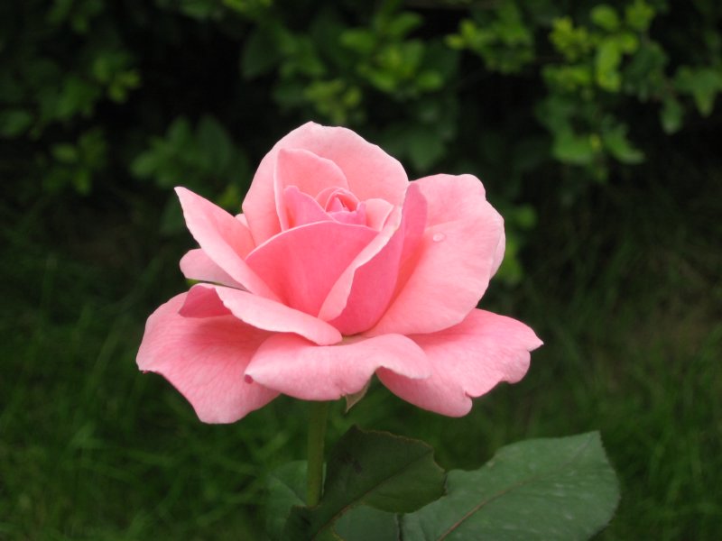 漂亮花儿一枝..哈哈..