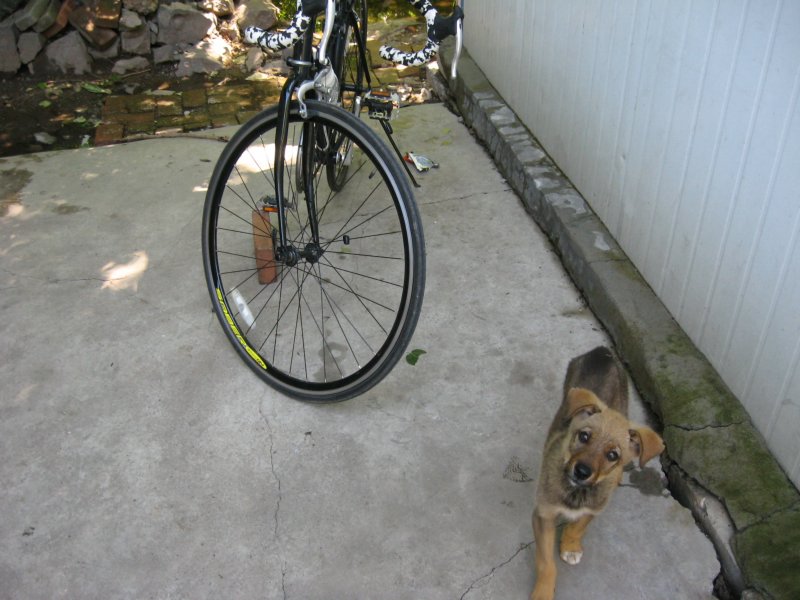 它为什么看我？