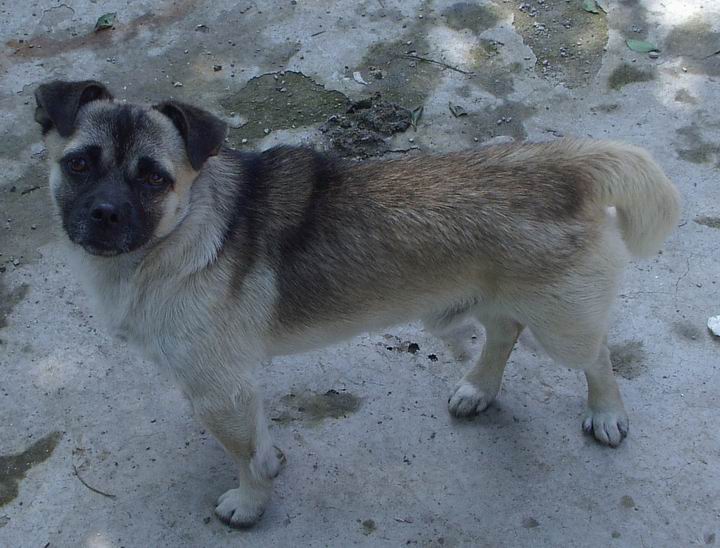 农家小旺财，名叫：奔头