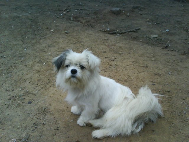 快活林入口的小癞皮狗